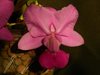 Cattleya walkeriana ('Cambara' x 'Bertona') 